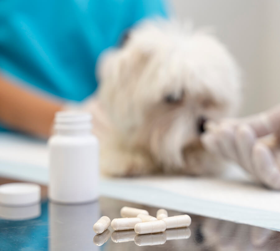 Medicamento veterinario en Rubí