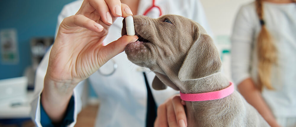 Medicamento veterinario