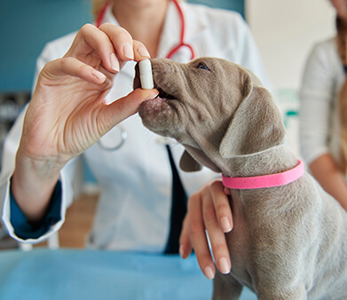 Medicamento veterinario